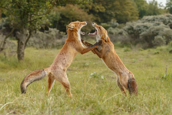 Kırmızı tilki Juvenil mücadele