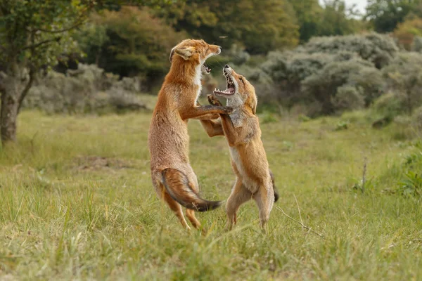 Red Fox remaja pertempuran — Stok Foto