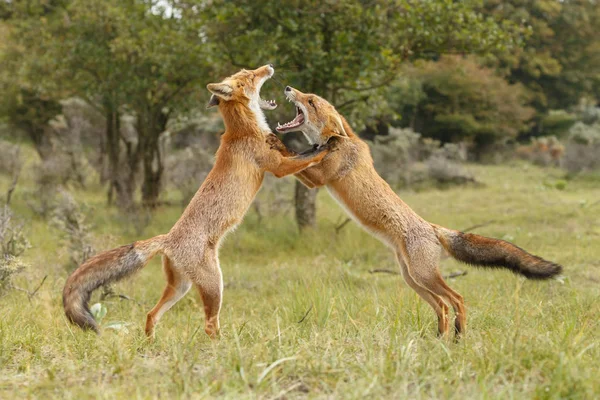 Zorros rojos peleas juveniles — Foto de Stock