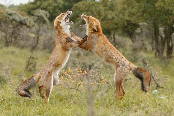 Walki młodych lisów rudych — Zdjęcie stockowe