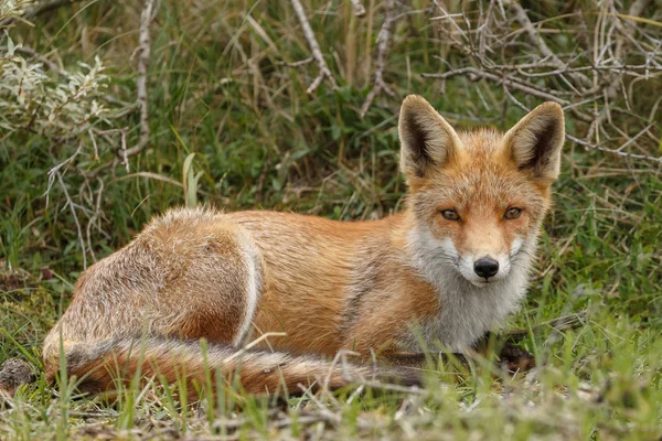 Zorro rojo en la naturaleza — Foto de Stock