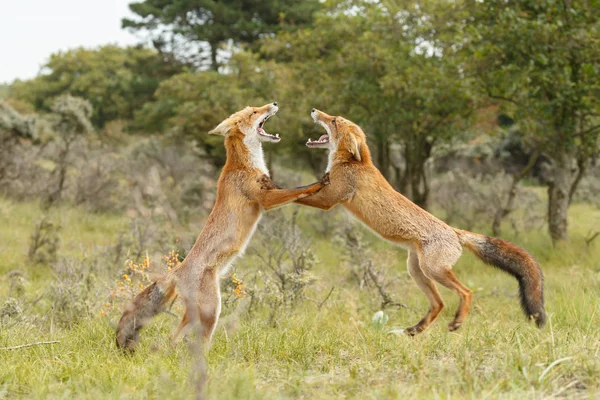 Kırmızı tilki Juvenil mücadele