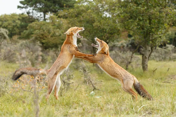 Kırmızı tilki Juvenil mücadele