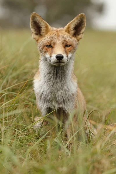 Червона лисиця в природі — стокове фото
