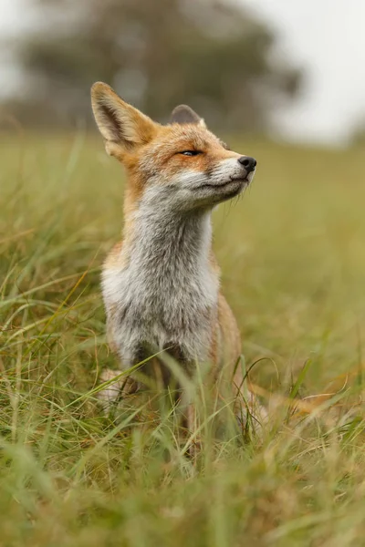 Lisica czerwona w naturze — Zdjęcie stockowe