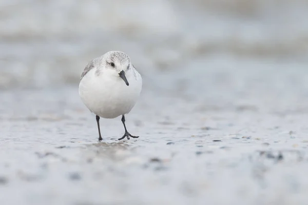 Drieteenstrandloper walking op de wal — Stockfoto