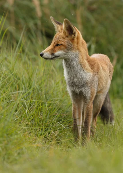 Rödräv i naturen — Stockfoto