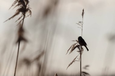 Serçe tesisi silüeti