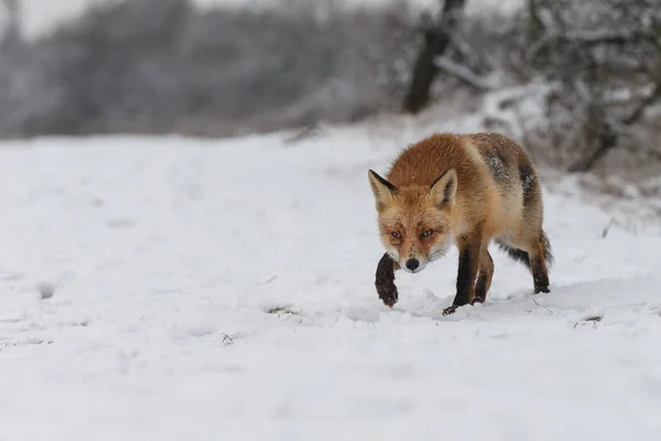 Червона лисиця в зимовому пейзажі . — стокове фото