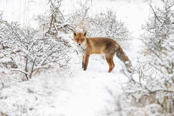 Κόκκινη αλεπού σε ένα χειμερινό τοπίο. — Φωτογραφία Αρχείου