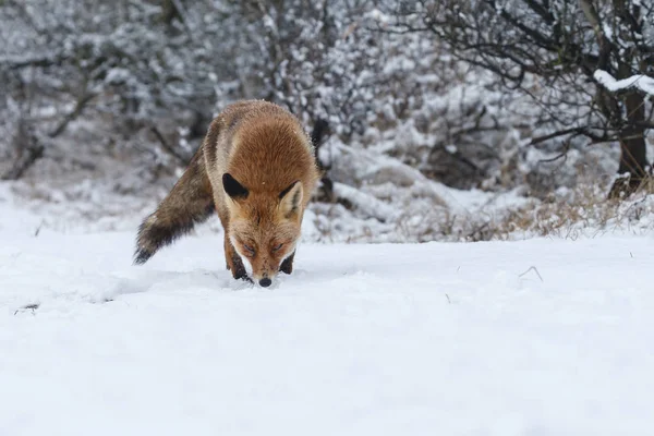 Red fox i ett vinterlandskap. — Stockfoto
