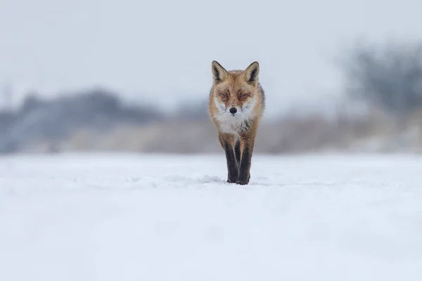 Raposa vermelha em uma paisagem de inverno . — Fotografia de Stock