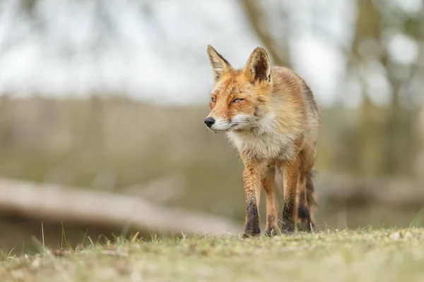 Volpe rossa in natura — Foto Stock