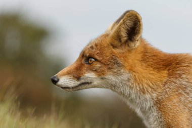 kızıl tilki doğada 
