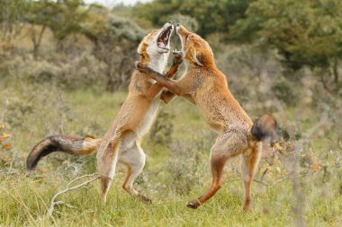 Kırmızı tilki Juvenil mücadele