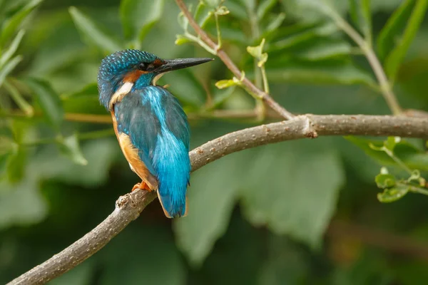 Kingfisher coloré sur la branche — Photo