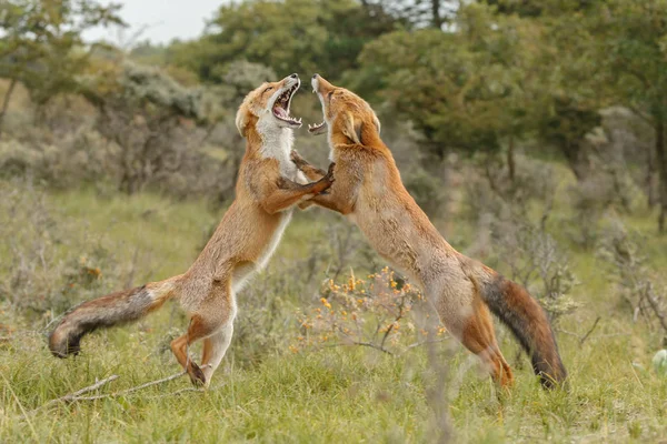Red Fox remaja pertempuran — Stok Foto