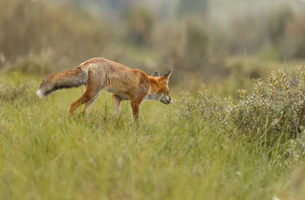 Raposa vermelha na natureza — Fotografia de Stock