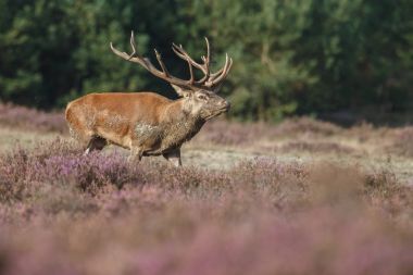 Alageyik azgın sezonunda