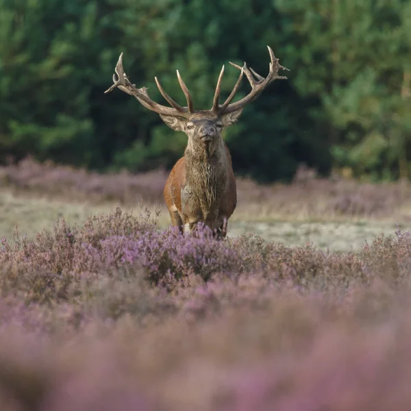 Rutting 시즌 동안 경작 사슴 — 스톡 사진