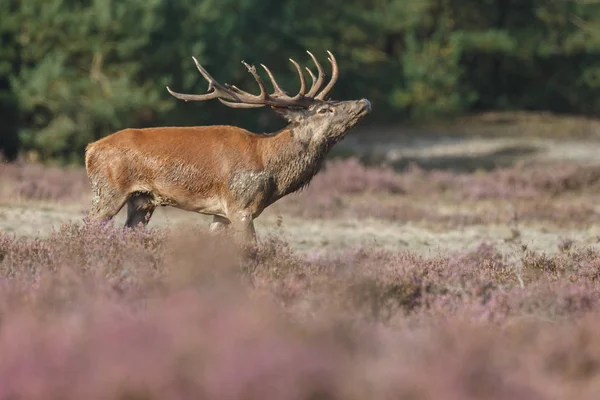 Alageyik azgın sezonunda