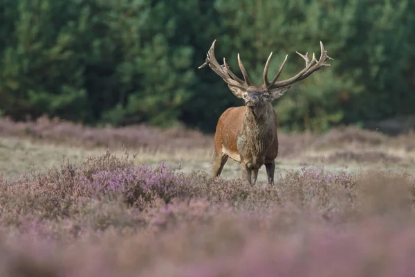 Veado raso durante a época de rutting — Fotografia de Stock