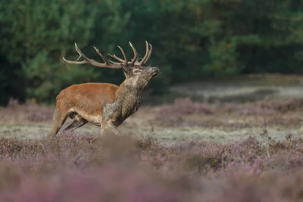 Veado raso durante a época de rutting — Fotografia de Stock