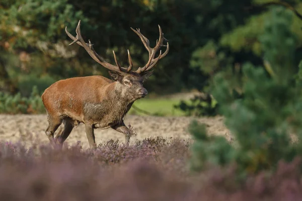 Alageyik azgın sezonunda
