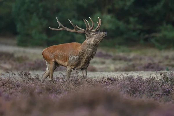 Fallow rusa selama musim rutting — Stok Foto