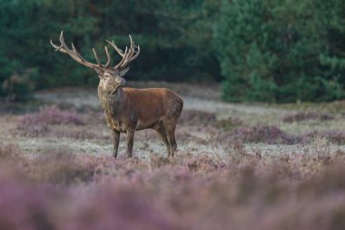 Alageyik azgın sezonunda