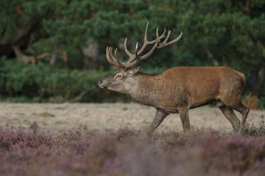 Alageyik azgın sezonunda