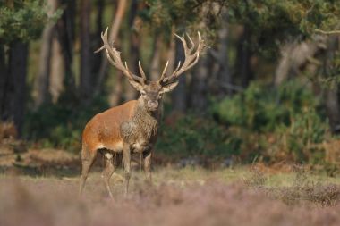 Fallow deer during rutting season clipart