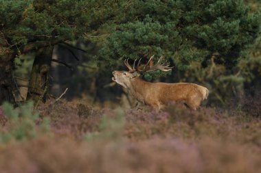 Alageyik azgın sezonunda