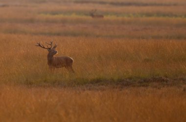 Alageyik azgın sezonunda