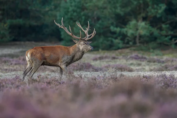 Fallow rusa selama musim rutting — Stok Foto