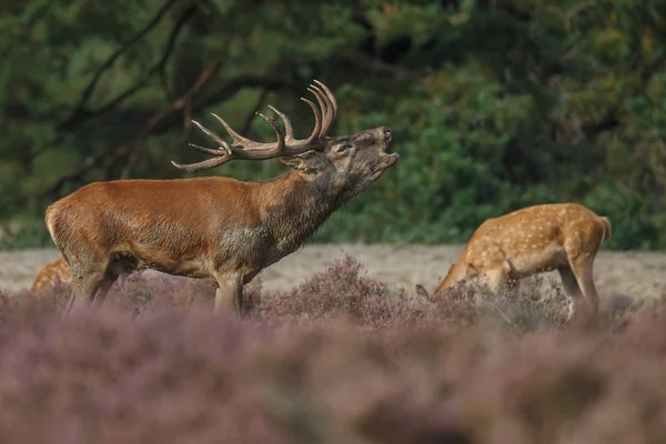 Red deer in nice sunlight — Stock Photo, Image