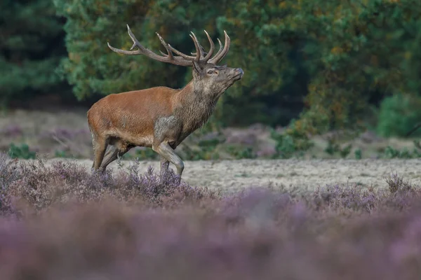 Alageyik azgın sezonunda