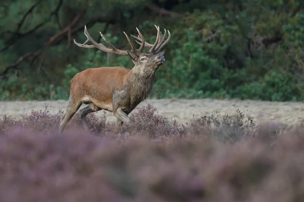 Veado raso durante a época de rutting — Fotografia de Stock