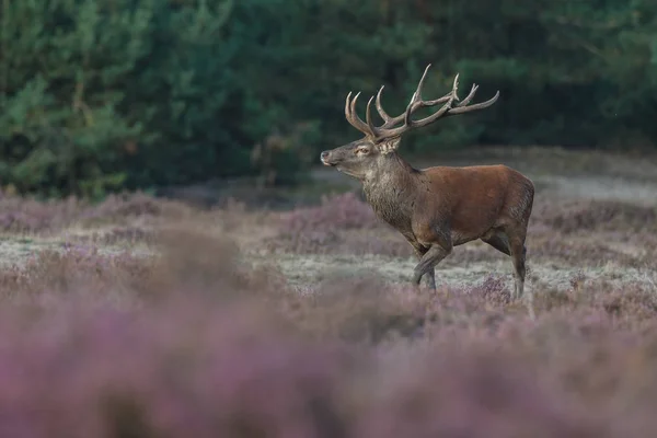 Fallow rusa selama musim rutting — Stok Foto