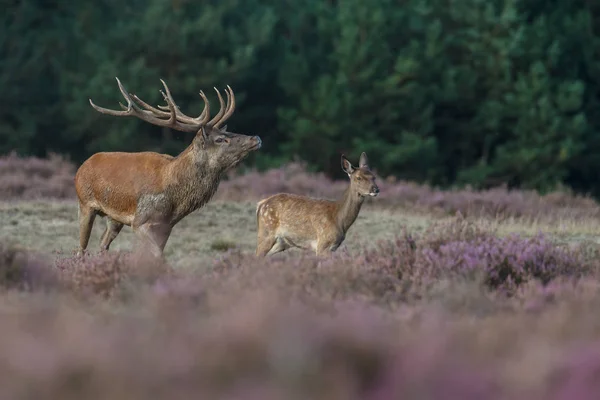 Red deer in nice sunlight — Stock Photo, Image