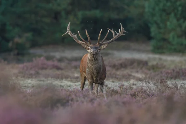 Fallow rusa selama musim rutting — Stok Foto