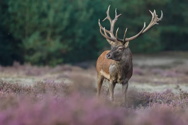 Veado raso durante a época de rutting — Fotografia de Stock