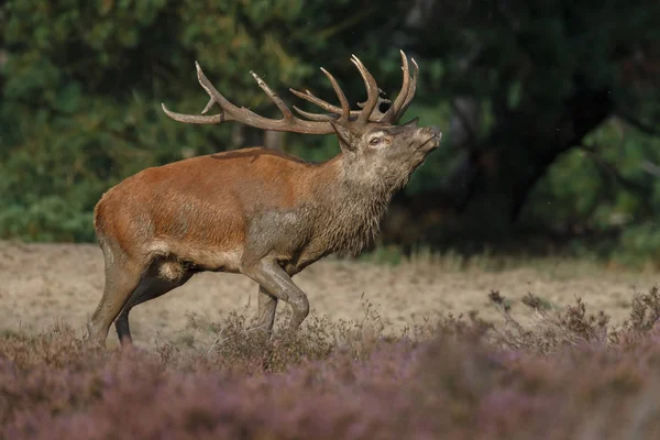 Veado raso durante a época de rutting — Fotografia de Stock