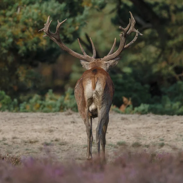 Dovhjort spårbildning säsongen — Stockfoto