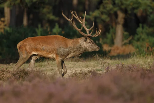 Alageyik azgın sezonunda