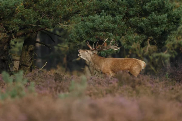 Alageyik azgın sezonunda