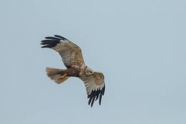 Marsh harrier uçuş 