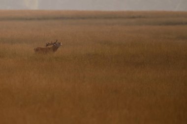 Alageyik azgın sezonunda