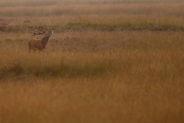 Alageyik azgın sezonunda