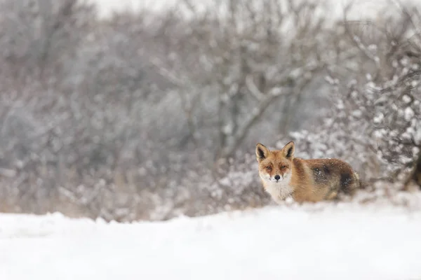 레드 폭스 겨울 풍경. — 스톡 사진